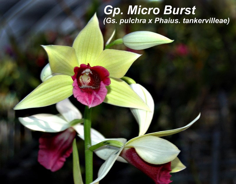 Gp. Micro Burst 'October Fest' 6" in spike